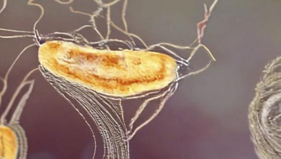 Close-up of a chalk drawing: an organic, oval form glows in warm yellow and orange tones, as if lit from within. Fine white lines branch outward like veins, roots, or neural pathways, while the background stays softly out of focus.