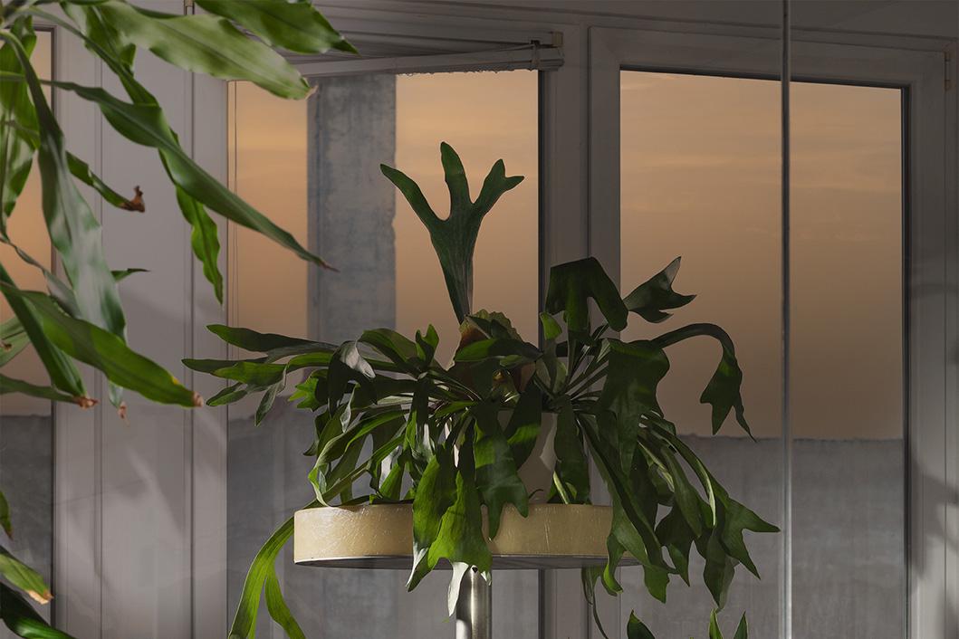 Several green houseplants in pots are placed on a table and on the floor in an indoor space in front of a large window at sunset.