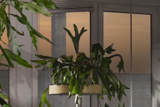 Several green houseplants in pots are placed on a table and on the floor in an indoor space in front of a large window at sunset.
