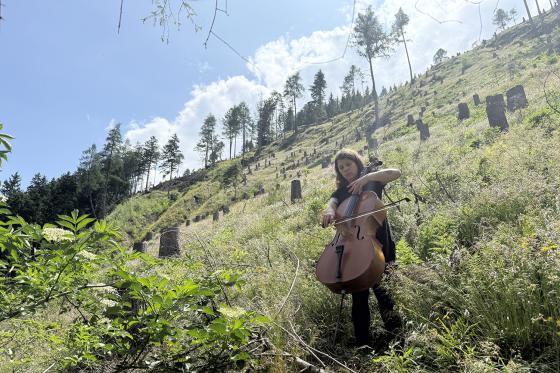 A person plays the cello on a sunny forest slope covered in grass and young trees. Tree stumps from felled trunks are visible in the background.