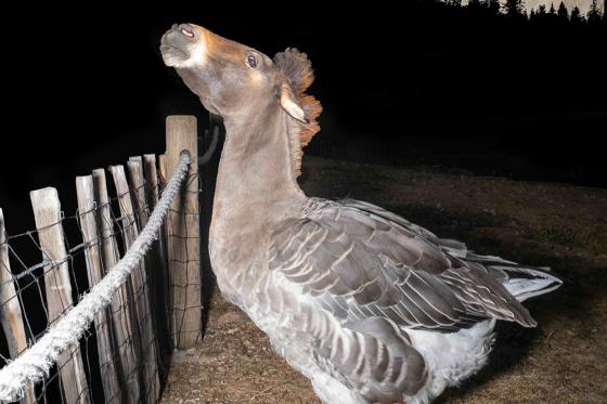 A goose stands at night next to a wooden fence. The body is that of a goose, but the head is a donkey’s head. A very large full moon rises behind a dark forest silhouette.