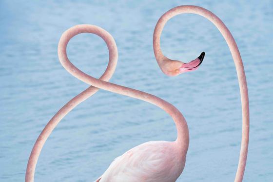 A surreal image of a flamingo standing in front of pale blue water. Its long pink neck is unnaturally extended and forms several looping, ribbon-like curves across the image. The flamingo’s head is turned to the right, with the beak slightly open. Only part of the body is visible; the focus is on the graphic shape of the neck. The image feels calm, artificial, and playfully distorted.