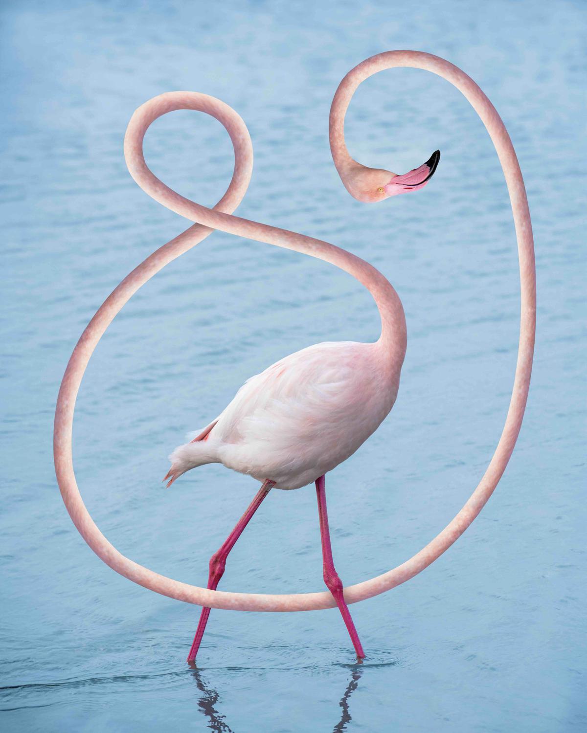A poster for imagetanz 2026 features a surreal depiction of a flamingo against a calm, light-blue water background. The flamingo’s body stands on thin pink legs in the water, while its neck is dramatically elongated and loops through the image in smooth, ribbon-like curves. The flamingo’s head appears high on the right side of the poster, gently angled downward. The distorted anatomy creates a playful yet slightly unsettling effect. The poster includes the dates “04–28.03,” the title “imagetanz 2026,” and the text “Festival for new choreography and performance.” At the bottom, the brut Wien logo and ticket information are visible.