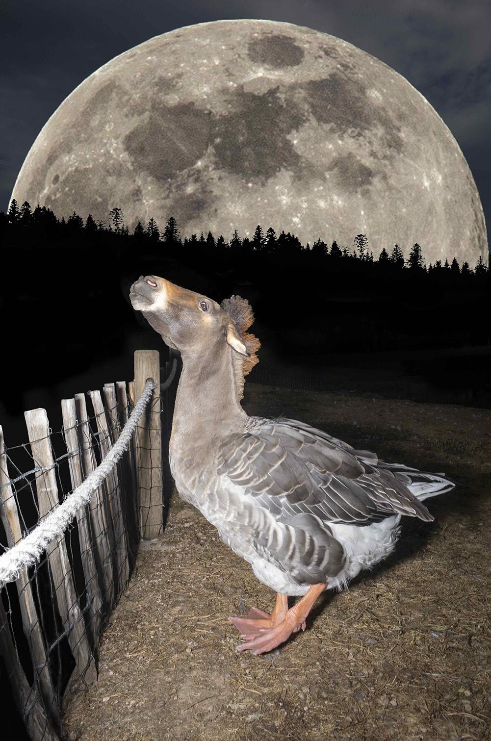 A goose stands at night next to a wooden fence. The body is that of a goose, but the head is a donkey’s head. A very large full moon rises behind a dark forest silhouette.