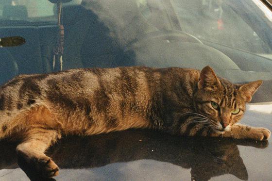 A brown-gray tabby cat is stretched out on the hood of a black car, basking in the sun. 